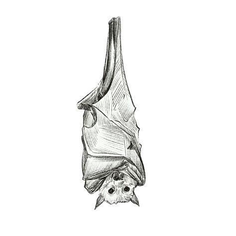 Bat Tattoo Upside Down, Bat Hanging Upside Down, Bat Hanging Upside Down Tattoo, Bat Hanging Upside Down Drawing, Upside Down Bat Drawing, Bat Drawing Reference, Bat Face Drawing, Upside Down Bat Tattoo, Bat Doodle