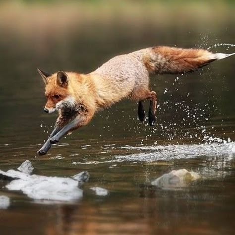 And Other Animals Fish Jumping Out Of Water, Fox Anatomy, Regard Animal, Gorgeous Animals, Anatomy References, Fox Pictures, Fennec Fox, Pet Fox, Pretty Animals