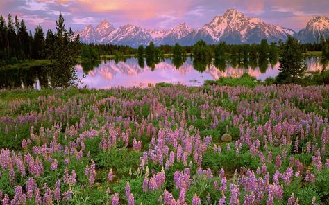 Mountains, lake, pink flowers, meadow, fields, water reflection, sunset #Mountains #Lake #Pink #Flowers #Meadow #Fields #Water #Reflection #Sunset #1080P #wallpaper #hdwallpaper #desktop Field Wallpaper, Wallpaper Flower, Water Reflections, Beautiful Sites, Macbook Wallpaper, Aesthetic Desktop Wallpaper, Sunset Wallpaper, Travel Bug, Laptop Wallpaper