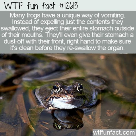 WTF Facts : funny, interesting & weird facts WTF Fun Fact 12613 - Frogs Barf Their Guts Out 12613 #amphibians #Animals #barf #fact #facts #frogs #funny #funnyfacts #guts #lol #Nature #randomfact #randomfacts #randomfunnyfact #Science #toads #vomit #wtf #wtffunfact Amphibians Animals, Frogs Funny, Frog Facts, Facts Funny, Trivia Facts, Crazy Facts, Disney Facts, Funny Animal Jokes, Animal Facts