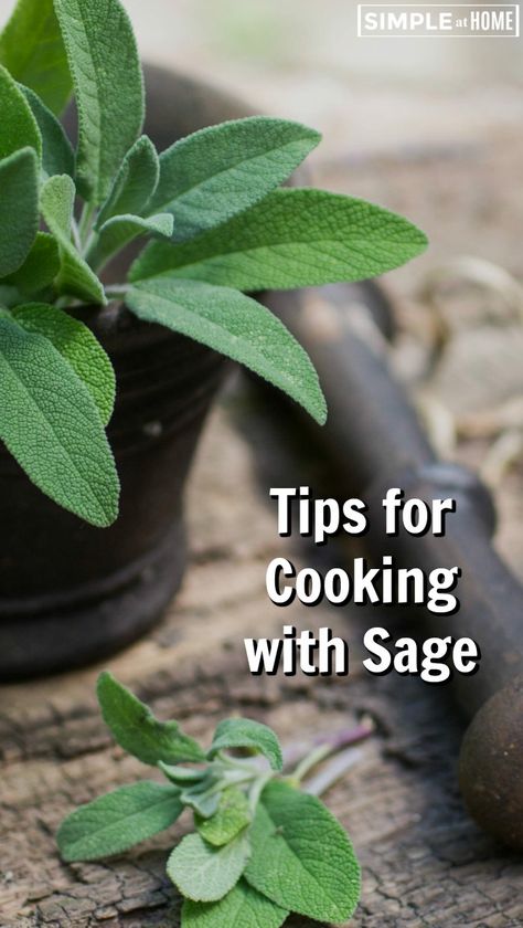 How To Use Sage In Cooking, Cooking With Sage Recipes, Fresh Sage Uses Recipe, Cooking With Fresh Sage, Recipes Using Sage Leaves, Recipes With Fresh Sage Leaves, Recipes Using Fresh Sage, Fresh Sage Uses, Sage Dishes