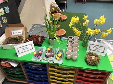 Spring interest table, EYFS Interest Table Eyfs Ideas, Growth And Change Activities Eyfs, Spring Display Ideas Classroom, Spring Tuff Tray Ideas, Spring Tuff Tray, Jaspers Beanstalk, Easter Eyfs, Life Cycle Of Animals, Spring Eyfs