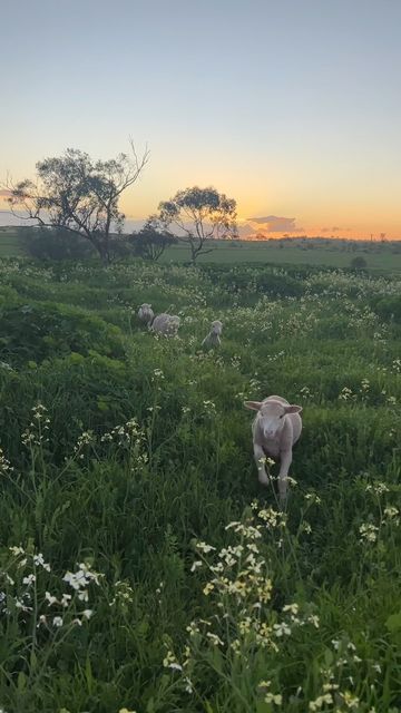 @addies_orphanlambs on Instagram: "What season is it where you are?   We’re almost into spring here so all the wildflowers are starting to bloom 🌸🌼  #sheep #lambs #petsheep #australia #farm" Sheep On Farm, Pet Sheep, Spring Lambs, Board Shop, Couples Goals, Cute Couples Goals, Couple Goals, Wild Flowers, Sheep