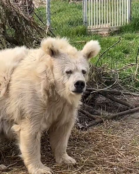 Confused Bear Wakes Up From Nap | Ursidae | Me waking up from a 20 minute nap that turned into 4 hours 😂 😂 | By UNILAD Waking Up Memes Funny, Dog Waking Up, Waking Up From A Nap Funny, Nap Reaction Pic, Wake Up Meme Funny, Waking Up Reaction Pic, Comedic Relief Aesthetic, Just Woke Up Reaction Pic, Wake Up Aesthetic