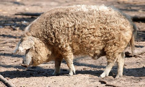 Wooly Pig, Mangalitsa Pig, Pig Breeds, Wild Pig, Tamworth, Rare Breed, Hereford, Hobby Farms, Pigs