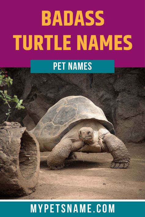 We believe that finding the right name for your turtle is the best way for you and your family to create a close bond with your new pet. Why not choose a name for them that's as strong as their shell? Check out our list of badass Turtle names for inspiration. Names For Tortoises, Tortoise Name Ideas, Names For Turtles, Pet Turtle Names, Turtle Names Ideas, Different Types Of Turtles, Pet Tortoise, Box Turtles, Types Of Turtles