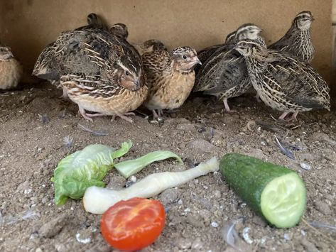 Quail Diet 101: Everything Quail Can and Can’t Eat - This Happy Farm Baby Quail Chicks, Raising Quail Indoors, Homemade Quail Feed, Quail Food Diy, Diy Quail Feeder, Quail Nesting Boxes, Quail Diet, Quail Watering System, Quail Feeders Diy