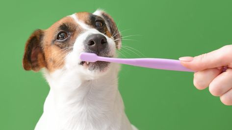 How Often Should You Be Brushing Your Dog's Teeth? | Reader's Digest Brushing Dogs Teeth, Plaque Teeth, Tooth Brushing, Teeth Pictures, Human Teeth, Dog Toothbrush, Dog Teeth Cleaning, Dental Cleaning, Periodontal Disease