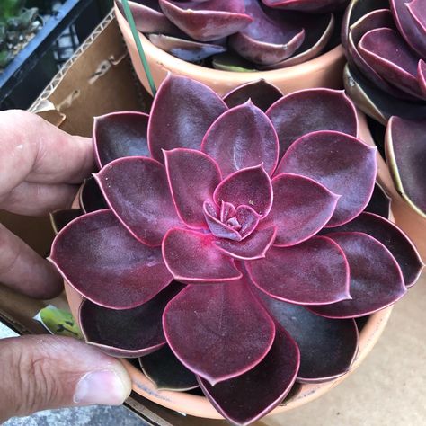 Amazing “Ruby Red” Echeveria’s. These beauties would look great in your upcoming holiday arrangements! Order yours today. Succulents Pictures, Red Succulents, Planting Succulents Indoors, Purple Succulents, Succulent Landscaping, Succulent Garden Diy, Pink Plant, Cactus Y Suculentas, Nature Plants