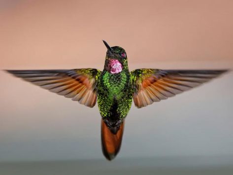 See pictures of hummingbirds (including swifts, Anna’s hummingbirds, and more) in this birds photo gallery from National Geographic. Hummingbird Wings, Hummingbird Wallpaper, Hummingbird Photos, Hummingbird Pictures, Fun Facts About Animals, Maren Morris, Hummingbird Art, Hummingbird Tattoo, Bird Wings