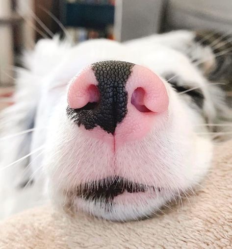 Dog Noses, Dogs Nose, Dog Long Nose, Dog Covering Nose With Paws, Dog Nose Photography, Cute Animals With Funny Captions, Animal Noses, Dog Memes Cute, Fluffy Puppies