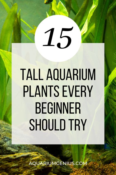 If you are a beginner aquarist looking to add some beauty and diversity to your aquarium, consider adding some aquarium plants. Aquarium plants come in a wide variety of shapes, sizes, and colors and can take your tank to the next level. In this blog post, we will discuss 15 tall aquarium plants that are perfect for beginners. 0 seconds of 0 secondsVolume 0% Aquascape Aquarium Beginner, Easy Aquarium Plants, How To Set Up A Live Plant Aquarium, Aquarium Plants For Beginners, Colorful Aquarium Plants, Plant Identification, Plant Guide, Planted Aquarium, Work From Home Moms