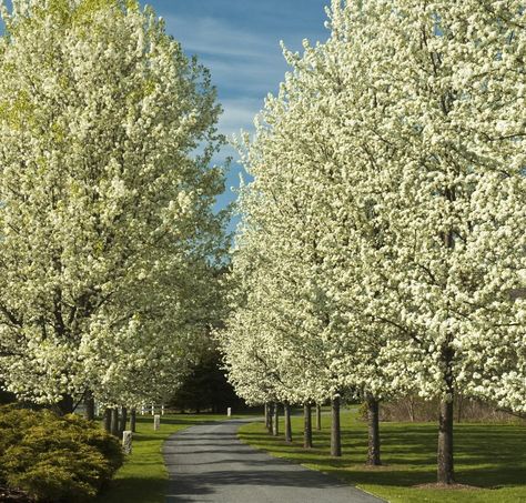 Snowy Flowers, Flowering Pear Tree, Shade Flowers, Pear Trees, Pear Tree, Nature Beauty, Honeycomb, Garden Plants, To Grow