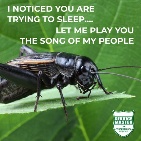 At this time of year on a warm evening it’s not unusual to hear the loud chirping of crickets in the garden. Crickets are usually nocturnal which explains why we hear them at dusk and at night. Only male crickets chirp and do so to attract a female mate. Source: #Crickets #SoundsOfSummer #ServiceMasterSA #Pests #PestControl #SouthAfrica #MicrobialFogging Cricket Facts, Crickets Chirping, 10 Interesting Facts, Bug Art, Grasshoppers, Trying To Sleep, Insect Control, Animal Crackers, 4 Kids