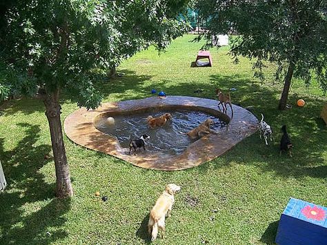 Backyard Dog Playground, Dog Park Design, Pond Backyard, Dog Daycare Business, Dog Pond, Luxury Dog Kennels, Dog Friendly Backyard, Cat Playground Outdoor, Dog Backyard