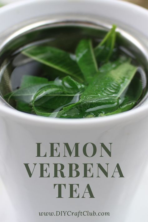 Lemon Verbena Tea Benefits, Lemon Verbena Recipes, Heathy Drinks, Lemon Verbena Tea, Verbena Plant, Eucalyptus Tea, Recipe Step By Step, Lemon Leaves, Healthy Teas