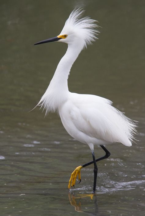 Snowy Egret bird Bird Water, Snowy Egret, Petit Tattoo, Coastal Birds, Funny Birds, Airbrush Art, Nature Birds, White Bird, Bird Pictures