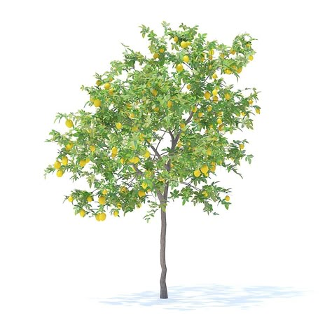 Lemon Tree with Fruits 3D Model 3.1m 3D Model #AD ,#Tree#Lemon#Fruits#Model Tree Dwg, Tree Render, Tree Psd, Urban Spaces Design, Tree Photoshop, Sky Textures, Landscape Design Drawings, Tree Plan, Human Anatomy Art