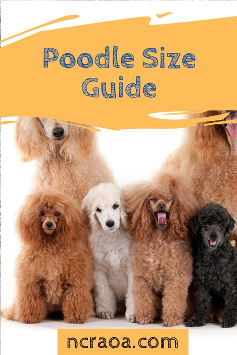 Learn more about the different sizes of poodles. Poodle Sizes Chart, Poodle Sizes, F1b Goldendoodle, Small Poodle, Miniature Poodle, Middle Child, Types Of Dogs, Different Dogs, American Kennel Club