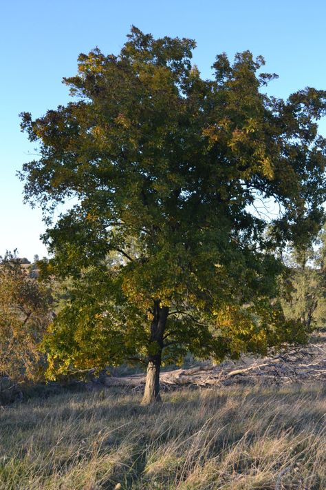 shagbark hickory tree Shumard Red Oak Tree, Hickory Nuts Harvesting, Shagbark Hickory Tree, Texas Red Oak Tree, Michigan Landscaping, Hickory Tree, Sacred Garden, Tree Identification, Tall Trees Grove Redwoods