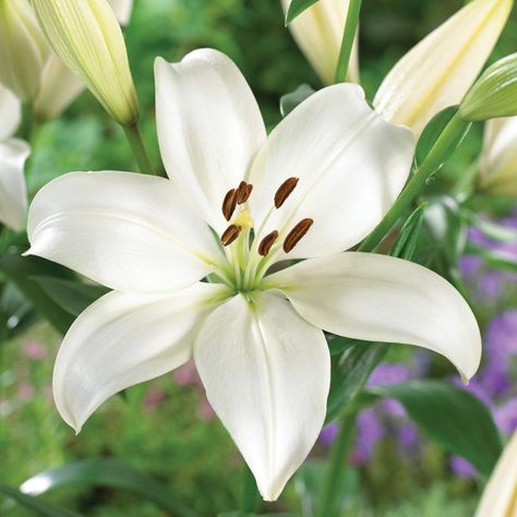 Asiatic Lily, White Lily Flower, Strange Flowers, Lily Bulbs, Fall Bulbs, Lily Of The Valley Flowers, Asiatic Lilies, Flower Bulbs, Garden State