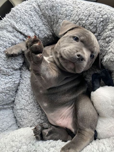 Pitbull Puppies Aesthetic, Big Dogs As Puppies, Cute Puppy Pitbull, Cute Pitbulls Puppies, Cute Staffy Puppies, Grey Pitbull Puppy, Cute Dogs Pitbull, Pitbull Puppy Aesthetic, Staffy Dog Aesthetic