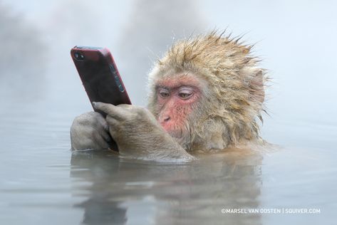 A Monkey, Water