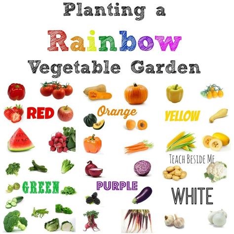 Planting a Rainbow Vegetable Garden Planting A Rainbow, Gemüseanbau In Kübeln, Garden Layout Vegetable, Rainbow Garden, Container Vegetables, Vegetable Garden For Beginners, Starting A Vegetable Garden, Organic Vegetable Garden, School Garden