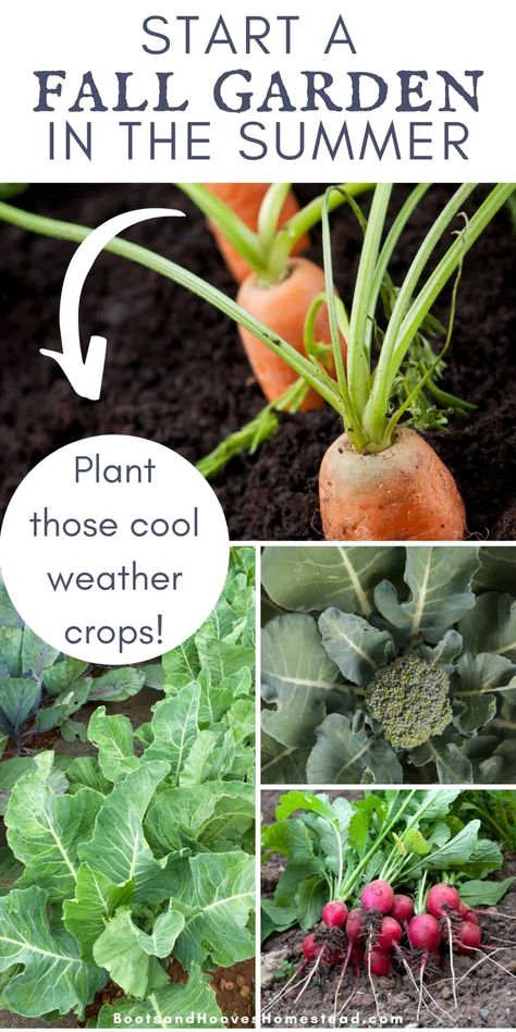 Now is a great time to start planning a fall garden. I’m sharing tips and ideas to help transition from the summer garden to fall planting. And some of the best crops to grow for those cooler fall days. #fallgarden #gardening #fall Garden Planting Guide, Fall Garden Planting, Fall Vegetables To Plant, Fall Crops, Tattoo Plant, Fall Planting, Planting Guide, Fall Vegetables, Fall Garden Vegetables