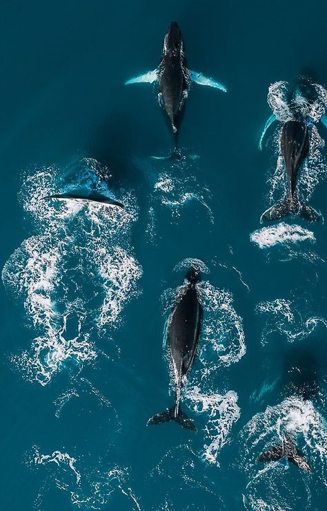 Swimming With Dolphins, Wow Photo, Arctic Ocean, Humpback Whale, Ocean Creatures, Marine Animals, Ocean Animals, In The Ocean, Sea World