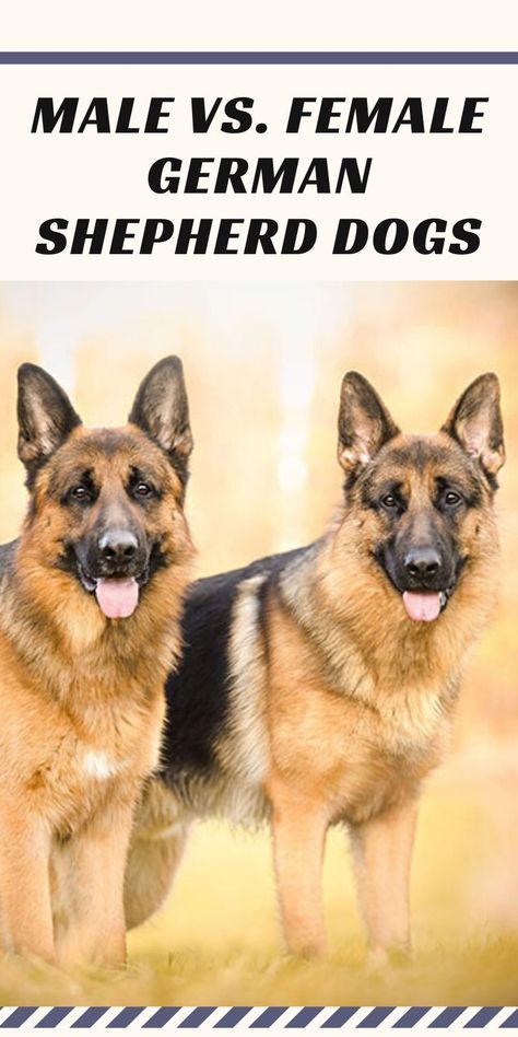 Male and female German shepherds have some differences in appearance #germanshepherd #shepherd #dogtip #dogtips German Shepherd Care Tips, German Shepherd Female, Training German Shepherd, German Shepherd Care, German Shepherd Colors, German Shepherd Photography, German Shepherd Facts, Baby German Shepherds, Black German Shepherd Puppies