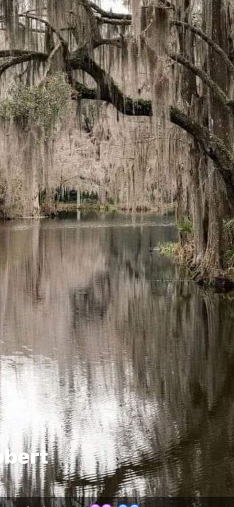 Louisiana Pictures, Bayou Aesthetic, Louisiana Aesthetic, Sims 4 Willow Creek, Louisiana Photography, Louisiana Bayou, The Bayou, Willow Creek, The Sims 4