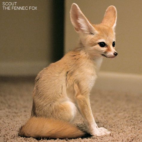 Fenic Fox, Fennec Fox Pet, Popular Images, Desert Fox, Foxes Photography, Fox Pictures, Fennec Fox, Pet Fox, Pretty Animals