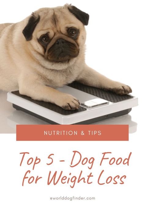 One of the most worrying things about dogs in the US is that most family pets are overweight. Some are slightly overweight, and some are obese. While overweight dogs are cute, there is nothing cute about the health issues that come along with canine obesity. Many dog owners have to resort to dog foods for weight loss to help their beloved pets reach a healthy body weight. Dog Diet Plan, Bean Diet, Make Dog Food, Dog Foods, Healthy Body Weight, Dog Diet, About Dogs, Healthy Dog Food Recipes, Family Pets