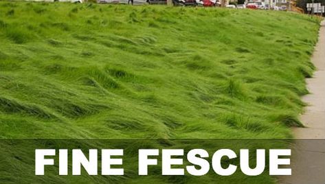 Fine Fescue Lawn, Red Fescue Lawn, Fescue Grass Lawn, Tall Fescue Grass Lawn, Northwind Switch Grass Yards, Ground Cover Plants Shade, Different Types Of Grass Lawn, Tall Fescue Grass, Napa House