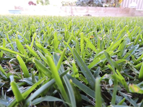 California Front Yard Landscaping Ideas, Drought Resistant Grass, Growing Grass From Seed, Drought Tolerant Grass, St Augustine Grass, Lawn Care Business, Bermuda Grass, Growing Grass, Perennial Grasses