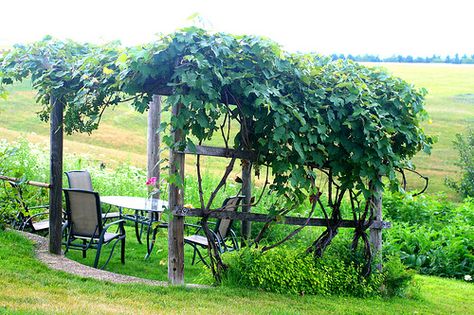 Grape Arbors, Vine Arbor, Backyard Vineyard, Growing Wine Grapes, Grape Vine Trellis, Cottage Gardening, Grapevine Growing, Labyrinth Garden, Grape Trellis