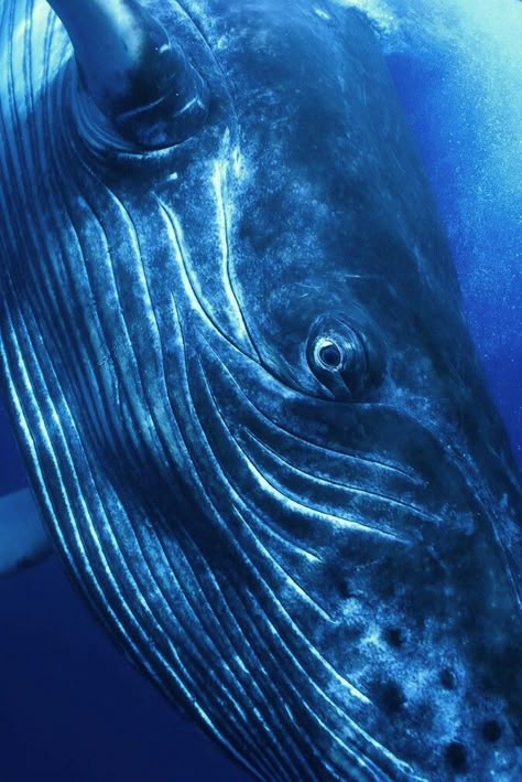 Whale Sea Mammal, Whale Art, Under The Water, Water Life, Water World, A Whale, Aquatic Life, Marine Mammals, Deep Blue Sea