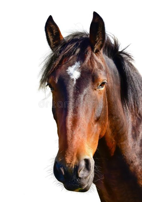 Brown horse head isolated on white. A closeup portrait of the face of a horse. B , #sponsored, #head, #isolated, #Brown, #horse, #white #ad Black Background Portrait, Draft Horse Breeds, Brown And White Horse, Belgian Horse, Horse Rearing, Closeup Portrait, Horse Galloping, Show Horse, Bay Horse