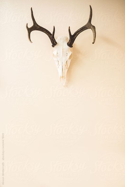 Dear Horns, Peach Walls, Art Poses, Wall Display, Moose Art, Royalty Free Stock Photos, Wall, Animals, Art