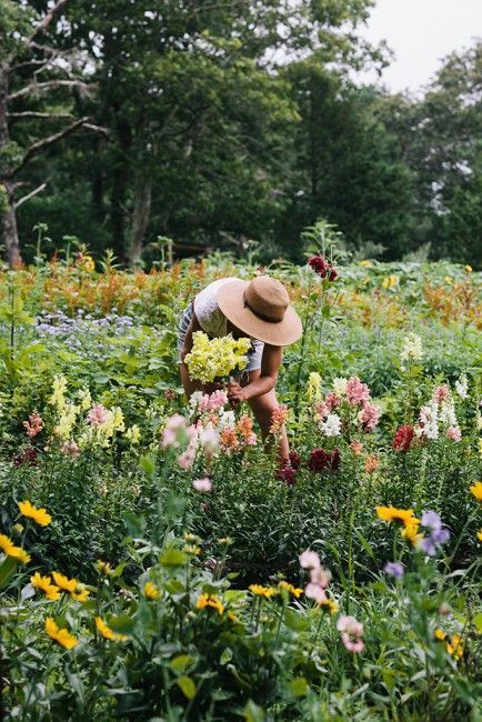 Planning Garden, Gardening Landscaping, Gardening Design, Gladioli, Picking Flowers, Landscaping Garden, Garden Idea, Longwood Gardens, Party Garden