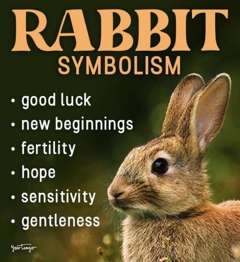 Rabbit Symbolism, Rabbit Totem, Spirit Animal Meaning, Bunny Rabbit Art, Female Rabbit, Young Rabbit, Native American Totem, Animal Meanings, Spirit Signs