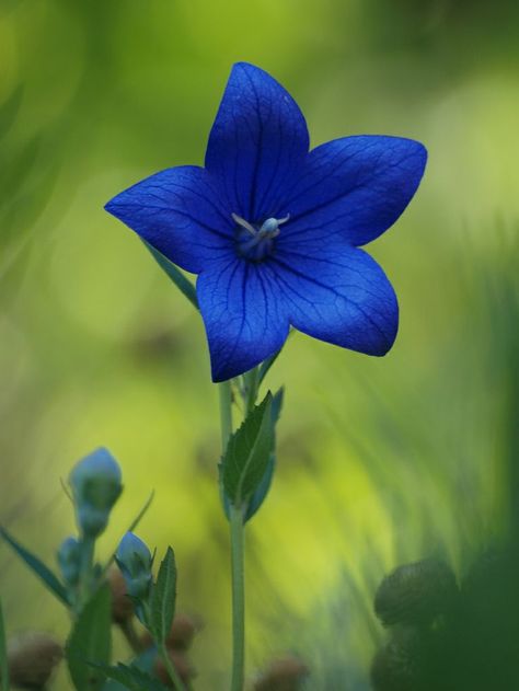 Platycodon grandiflorus Platycodon grandiflorus es una especie de planta perenne perteneciente a la familia Campanulaceae y único miembro del género Platycodon. Es originaria del nordeste de Asia.​ El Platycodon es ampliamente cultivado como planta ornamental. Types Of Blue Flowers, Platycodon Grandiflorus, Types Of Blue, Săpunuri Handmade, Meteor Garden 2018, Blue Garden, Balloon Flowers, Kew Gardens, Deco Floral