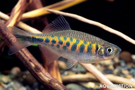 Barred Danio - Devario pathirana Fish Profile & Care Guide Danio Fish, Barrimunda Fish, Tiger Barb Fish, Freshwater Goby Fish, Colorful Freshwater Fish, Colorful Fresh Water Fish, Fish Species, Exotic Fish, Beautiful Fish