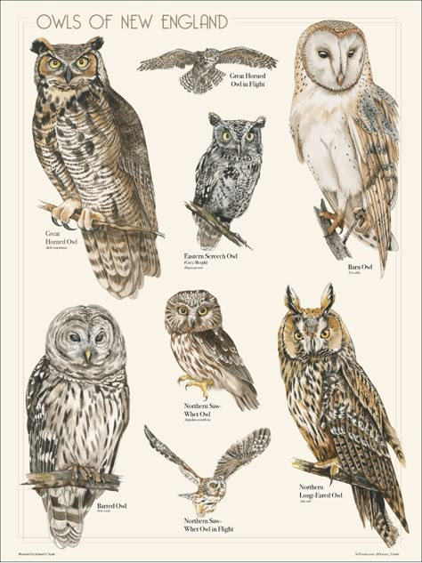 Owls of New England on Behance Species Poster, Owl Feather Tattoos, Owl Printables, Owl Species, Owl Posters, Posters Uk, Owl Illustration, Fairy Illustration, Bird Graphic