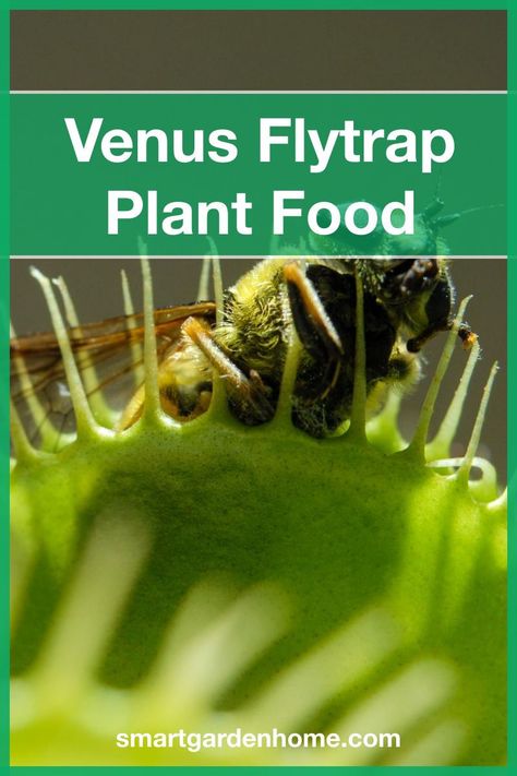 Venus Flytrap Care, How To Care For Venus Fly Trap, Venus Fly Trap Care, Venus Flytrap Plant, Types Of Insects, Fly Traps, Fruit Flies, Venus Fly Trap, Smart Garden