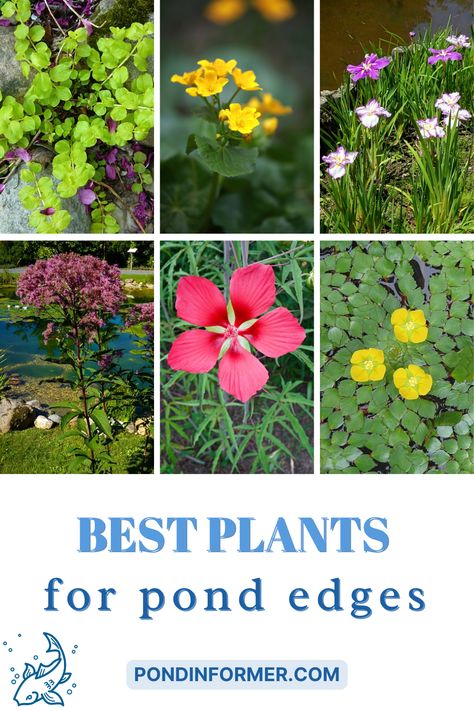 This Pond Informer list will take you through our top recommended plants for your pond edges, with pictures and descriptions included. Duck Pond Plants, Plants For Around A Pond, Plants Around Ponds Landscaping, Pond Landscaping Plants, Bog Plants Ponds, Plants Around Pond Edge, Swimmable Pond, Pond Plants Ideas, Garden Ponds Ideas