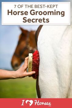 Dog Gummies, Horse Groundwork, Survival Knowledge, Horse Hacks, Horse Grooming Kit, Horsey Life, Small Barns, Horse Care Tips, Horse Info