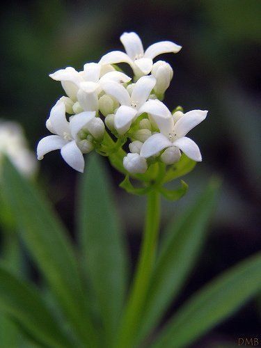 Sweet Woodruff, Ground Cover Plants, Ground Cover, Herb Garden, Amazing Flowers, Garden Wall, Flower Power, Garden Plants, Flower Tattoo