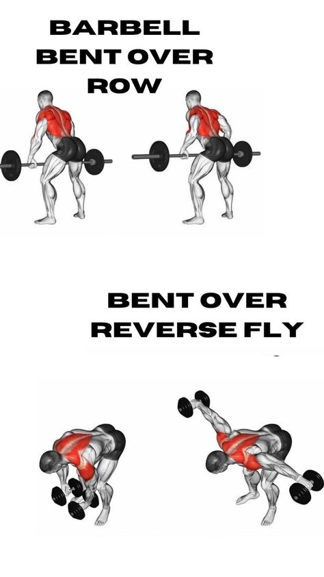 Reverse Fly Muscles Worked, Barbell Bent Over Row, Reverse Fly Exercise, Reverse Fly, Bent Over Row, Back Workout Routine, Back And Shoulder Workout, Weight Workouts, Workout Plan For Men